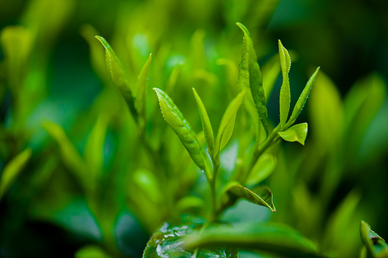 Zielona herbata – krótka historia